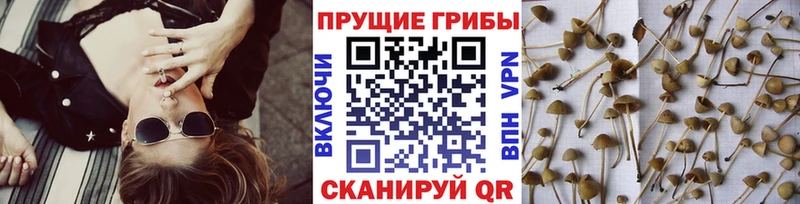 Галлюциногенные грибы мухоморы  где купить   Буйнакск 